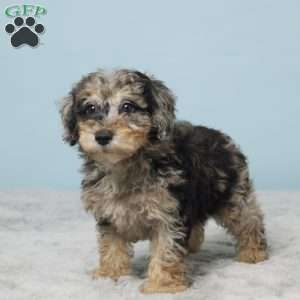 Sage, Miniature Poodle Puppy